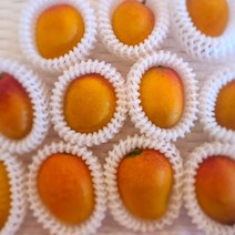 산지 직송 국내산 제주 고당도 미니애플망고, 미니애플망고(5-8과) 500g