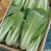 아삭아삭 얼갈이 얼갈이배추 4kg
