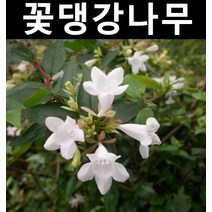꽃댕강 키1m내외(분) 1개/나무 묘목/생울타리/조경용