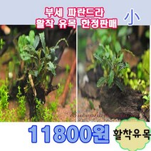 부세 파란드라 활착유목 고급수초, 소