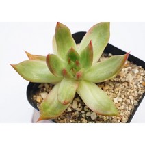 [수박몰게인금 0827] 홈가드닝 선인장 키우기쉬운 아프리카 다육이 공기정화 특이한 귀여운 예쁜 희귀한 인테리어 생일 소형 작은 개업선물 리톱스 코노피튬 식물키우기