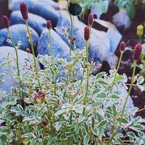 야생화 피어나라플라워 오이풀(Little Angel)