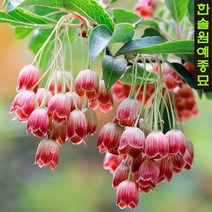 단풍철쭉 방울철쭉 묘목 포트묘, 02. 초롱  12cm 포트
