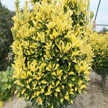 충주원예조경/황금사철/40cm~50cm/독립수, 주