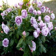 독일장미 코데즈 노발리스-1주(관목 향약간)사계장미, 1개