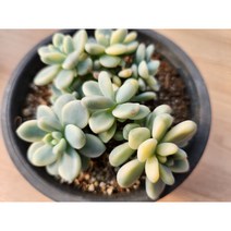 정화다육 다육식물 라울금군생