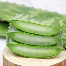 권도영알로에 유기농 생알로에 사포나리아 1kg 식용 먹는알로에, 4kg, 1개
