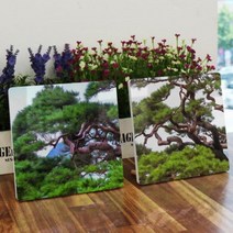 폼아크릴액자18CmX18CmX2ea 굳건한풍수소나무.꾸밈