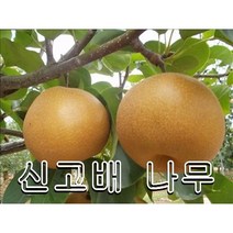 신고배나무 접목1년특묘 2그루 묘목 나무묘목 과일나무 유실수