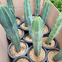 용신목선인장 화분 귀여운 일자 기둥 선인장 공기정화, 1개