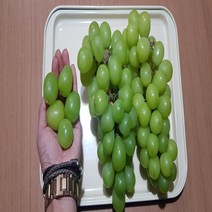 같이가치농원 포도나무 묘목 청포도 (샤인머스켓) 삽목1년