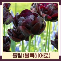 튤립 구근 모종 블랙히어로 10개