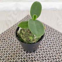 MDG6496 대엽 풍란 소형란 키우기 고급동양란 ()