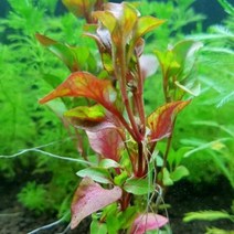 수초 알테란테라 레시드 3촉