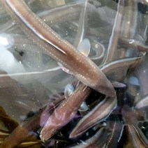 해미수산 힘좋은 통영 자연산 바다장어, 1개, 중장어 1kg (4~6마리 내외)