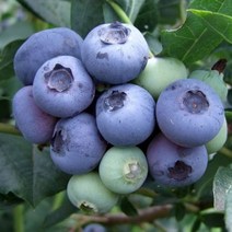 같이가치농원 블루베리 나무 묘목 듀크 4년생 결실주