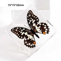 나비표본/나비박제 과학실 수집용 7.5cm 호랑나비 외, 생강 호랑이 나비 + 선물 상자