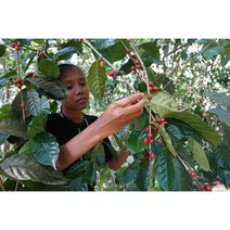 동티모르 커피 티모르테이블 에오스 블렌딩, 200g, 홀빈