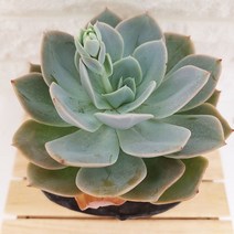 백봉 중품 키우기 쉬운 거실 실내 다육 랜덤발송 분포함1-250, 단품