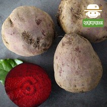 22년 제주 햇 레드비트 2kg 3kg 5kg