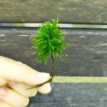 나무이끼 (10촉)/테라리움 비바리움 팔루다리움 DIY재료식물이끼