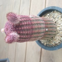 [수암다육] 자태양 랜덤발송 Echinocereus rigidissimus ssp. rubispinus 다육 다육이 다육식물, 1개