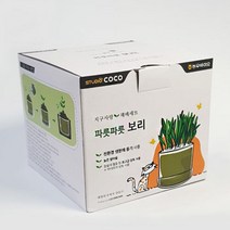ALICEPET 보리 고양이 캣그라스 키우기 헤어볼 냥이채소 펫캣닢화분 냥생이풀 개박하, 수량, 1개