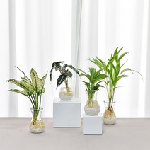 필플랜트 수경재배식물 호리병글라스 DIY세트 모음, 8.극락조, 호리병글라스 + 흰돌