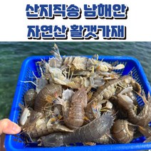 산지직송 남해안 자연산 활 갯가재 1kg, 1개