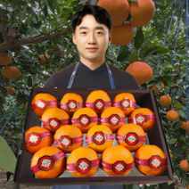 [산지직송] 청년진또배기 레드향 제주 명품 고당도 프리미엄 선물용 가정용 2kg 3kg 4.5kg, [옵션-1] 가정용 2kg 12~16과