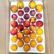 과일꾸러미 배니자두 살구 플럼코트 옐로우드림 선프레이 총 2.5kg, 1개