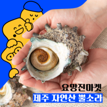 제주 해녀 뿔소라 자연산 뿔소라 6kg 3kg 캠핑요리 손님접대 특산물 제주 특산품, 자연산 6KG (6~8인분/48~72마리)