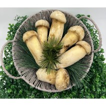 자연산 냉동 송이버섯 선물세트, L(1kg)