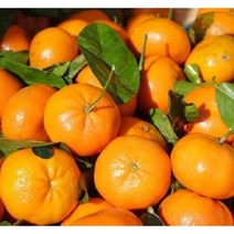 묘목 귤나무 감귤나무 (7치화분) W0347