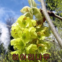 히어리1미터 개화주/꽃나무/나무 묘목