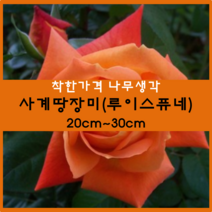 착한가격 나무생각 / 사계땅장미 / 포트 / 개화주, 루이스퓨네, 9999개