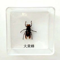 조각품 곤충 표본 나비 진짜 잠자리 사마귀 스페이드 갑옷 투명 상자 홈 액세서리, 10 11