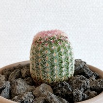 자태양 선인장 이태리토분 세트 - 관리쉬운 공기정화식물