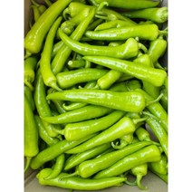 테라팜 당조고추 (1KG) 혈당을 조절하는 당고추 당뇨고추, 1kg, 1팩