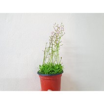 네펜데스 알리타 벨레잡이통풀 1화분 식충식물, 1개