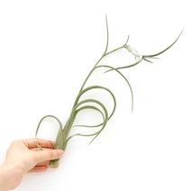 실내공기정화식물 틸란드시아 이오난사 디시디아 행잉플랜트, 05.인터메디아, 01.틸란드시아