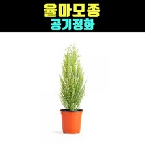 곰빵몰 율마 실내 실내공기정화식물 월마 monterey
