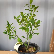 [힛트] 레드향 나무 (결실주) 화분 68321EA, 본상품선택