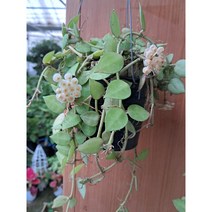 호야 코니아나 향기가 좋아요., 1개