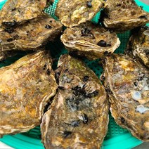 국산 통영 생굴 500g 1kg 횟감 용 굴 깐굴 대 삼배체 석화 하프셀, 13. 삼배체 석화 4kg, 1개