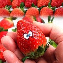 [청년농부] 논산 고당도 생 딸기 설향 당일수확, 딸기 (특품) 1kg 30~40구