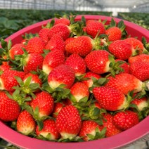 [산지직송] 경남 하동 딸기 생딸기 설향딸기 금실딸기 킹스베리 제철 과일 1kg, <c.2> 킹스베리 왕특 1kg” class=”wr-img”></a></div>
</div>
</div>
</div>
<div class=