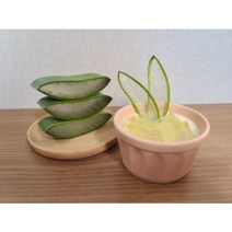 인생 알로에베라 생잎 생알로에 3KG