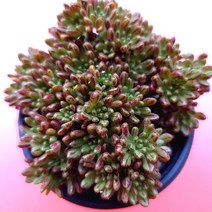 소인제 붉은색 무늬가 선명해지고 있는 다육 식물1-30, 단품, 1개