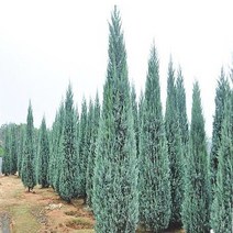 블루엔젤 (30cm전후)포트- 정원 조경 울타리 나무 묘목, 1개